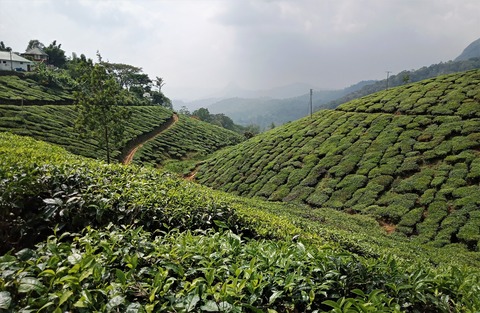 Munnar India Tea Fields
