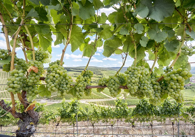 Get a backpacking job harvesting wine grapes