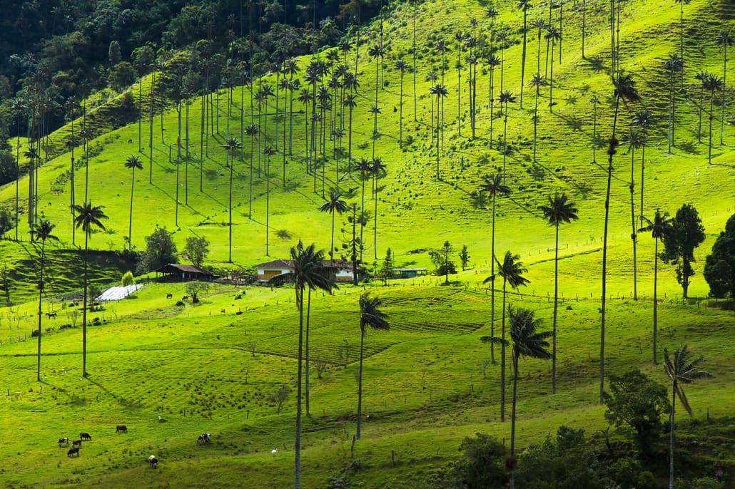The Cocora Valley near Salento, Colombia