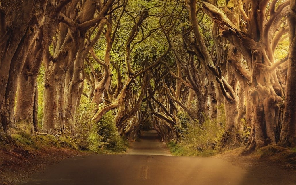 Take a detour to the Dark Hedges while traveling the Causeway Coastal Route