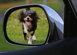 7 Tips When Planning A Road Trip With Pets