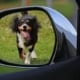 7 Tips When Planning A Road Trip With Pets