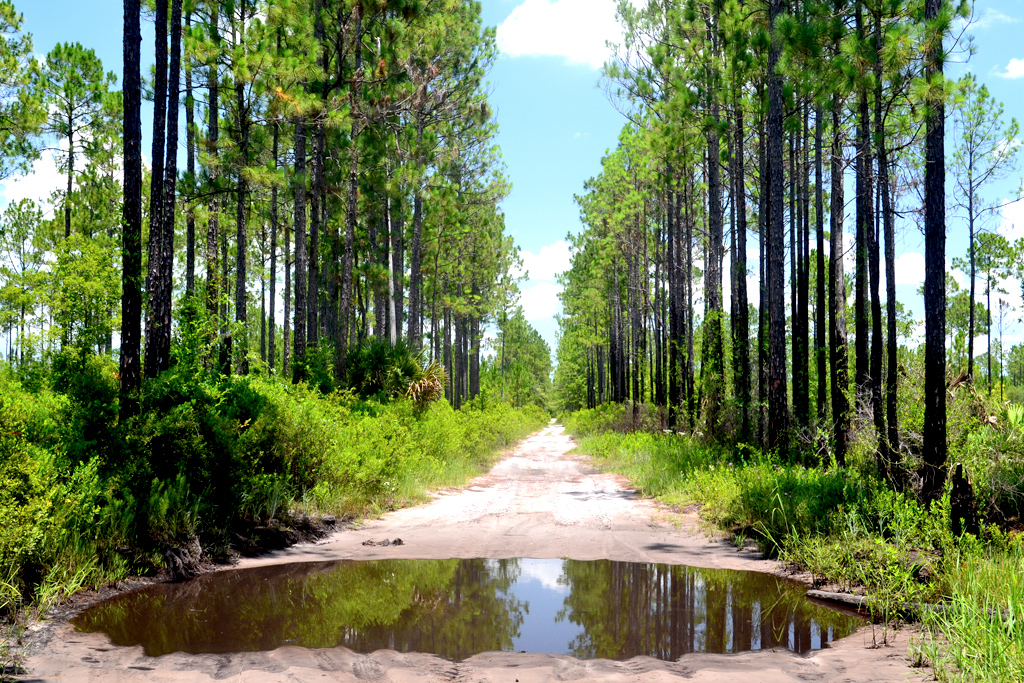 Backpacking The Florida Trail in Winter