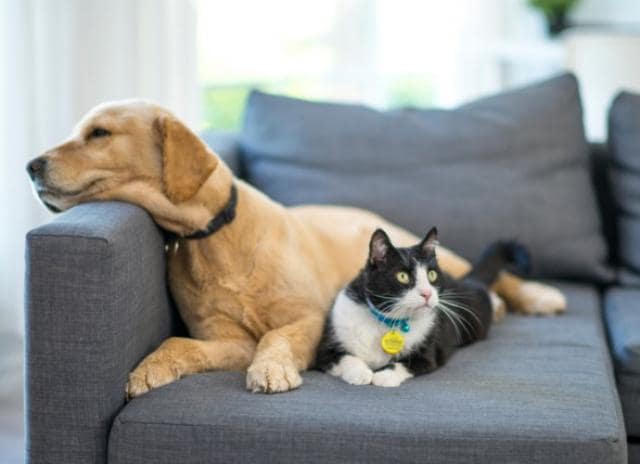 Become a pet sitter and get free accommodation in the UK