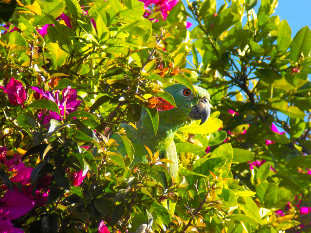 Virtual travel in the Colombian Jungles during quarantine