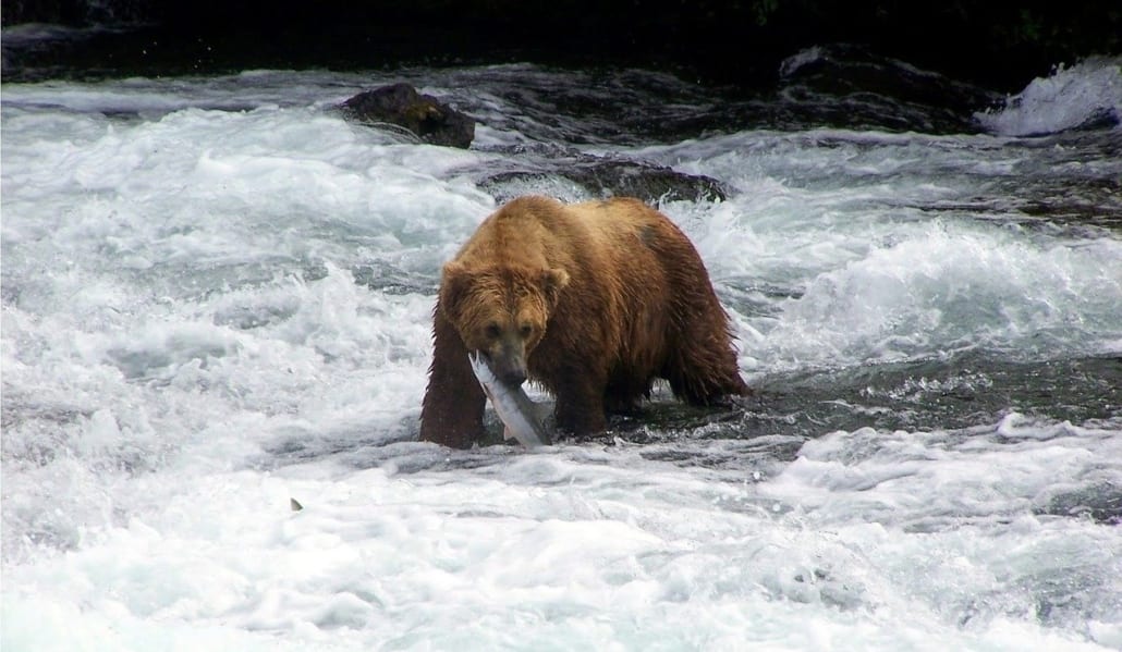 Visit Canada in September for prime grizzly-watching season