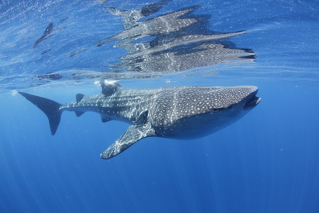 Swim with Whale Sharks off the coast of Holbox