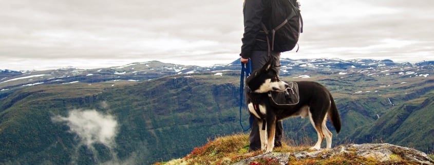 9 Tips & Tricks for Hiking and Backpacking with your Dog
