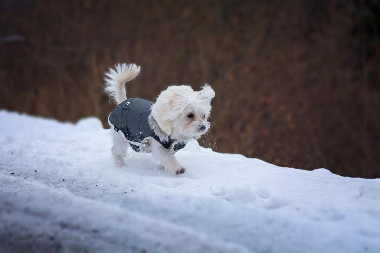 Ensure your pup will be prepared for extreme weather on the trail