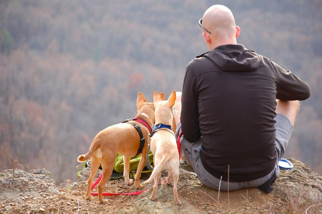 Bring your dog (big or small!) on your hiking adventures