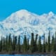 Top 5 Best Things To Do In Denali National Park