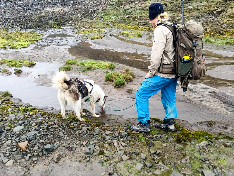 Bring your dog along when Backcountry Backpacking