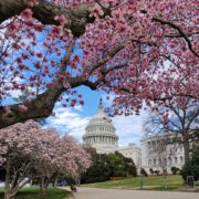 Magnolia Trees on the US Capitol Grounds