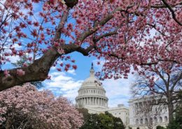 Magnolia Trees on the US Capitol Grounds