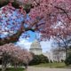 Magnolia Trees on the US Capitol Grounds