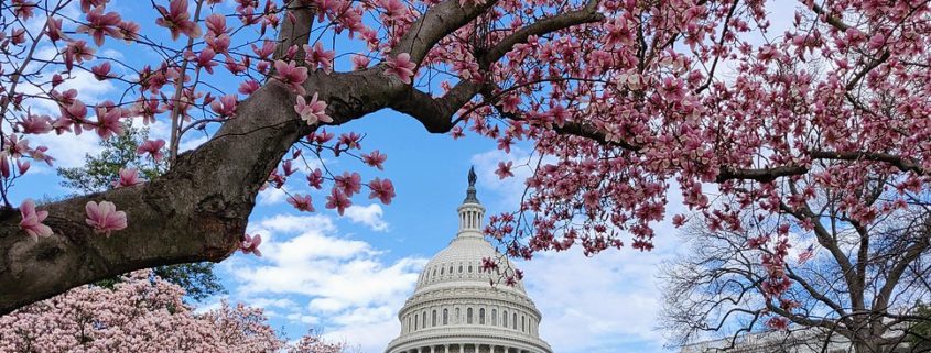Magnolia Trees on the US Capitol Grounds
