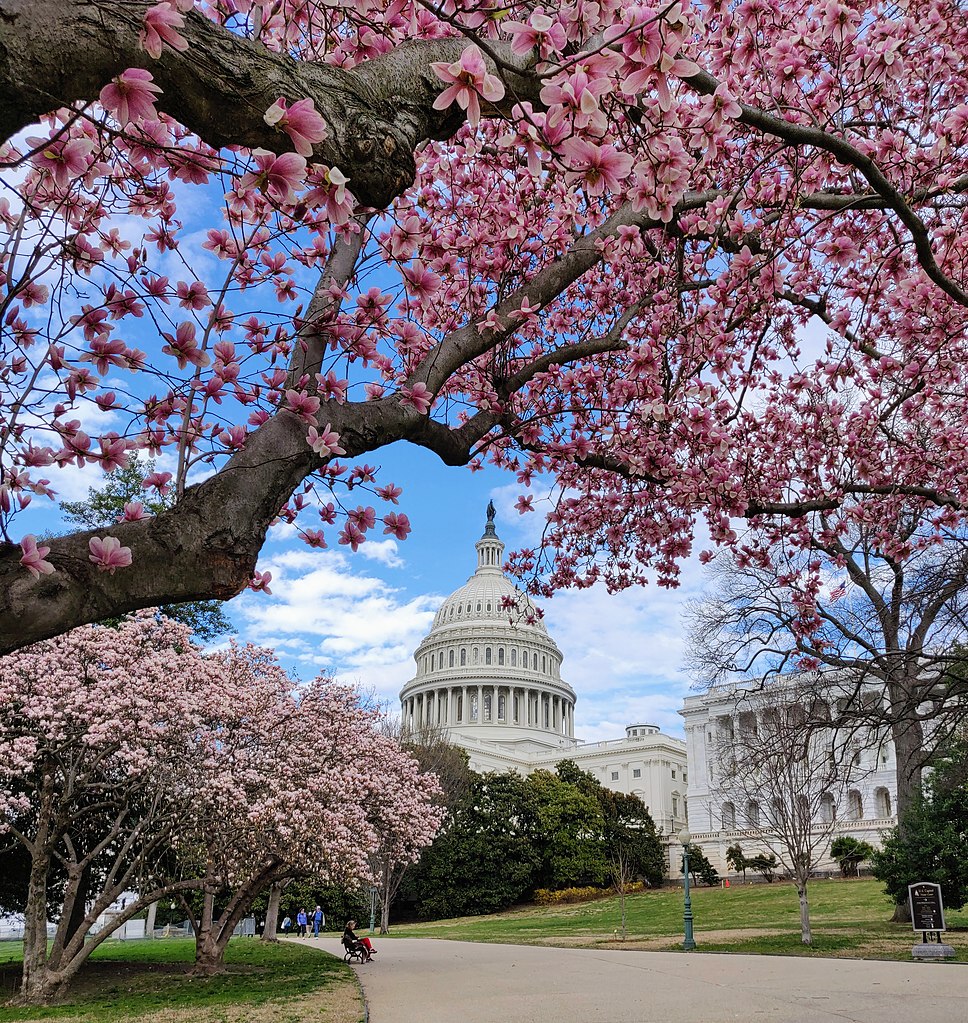 Magnolia Trees on the US Capitol Grounds in Washington DC