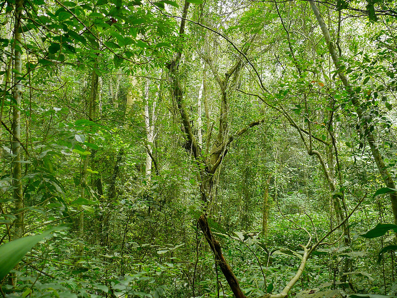 Discover untouched nature in the Mabira Forest Reserve