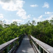 Anhinga Trail in the Florida Everglades