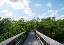 Anhinga Trail in the Florida Everglades