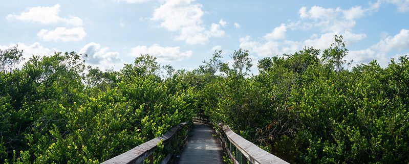 Anhinga Trail in the Florida Everglades