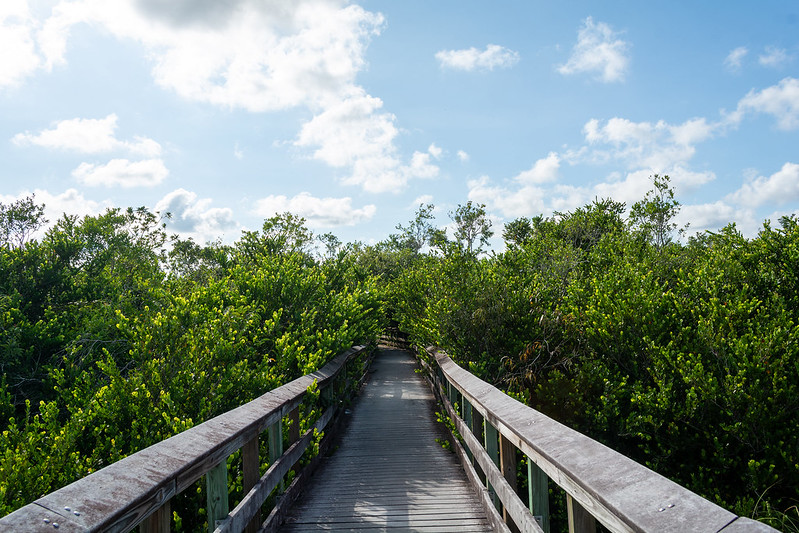 Just outside Miami - go hiking on the Anhinga Trail in the Florida Everglades
