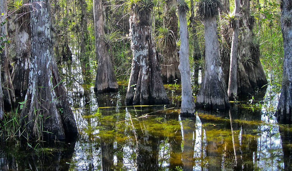 Hiking near Miami on Big Cypress Florida Trail- Blue Orange Trail 