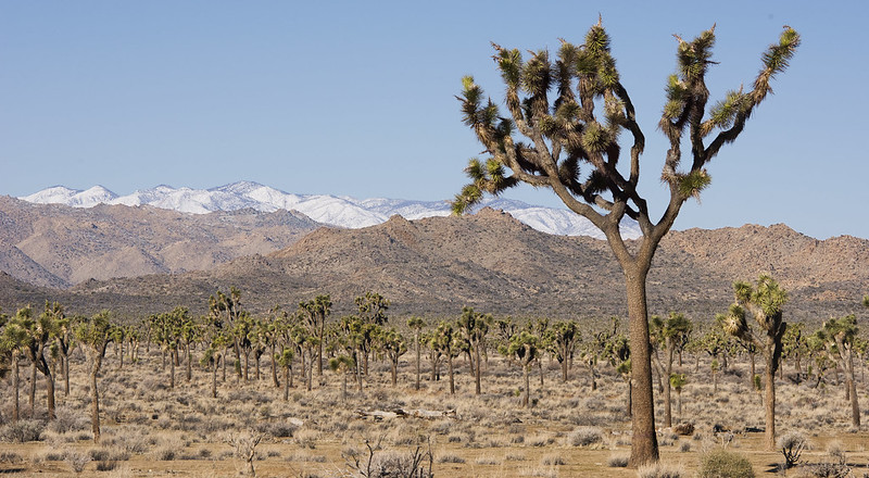 Visit Joshua Tree National Park in Winter