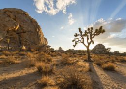 The best hikes in Joshua Tree National Park