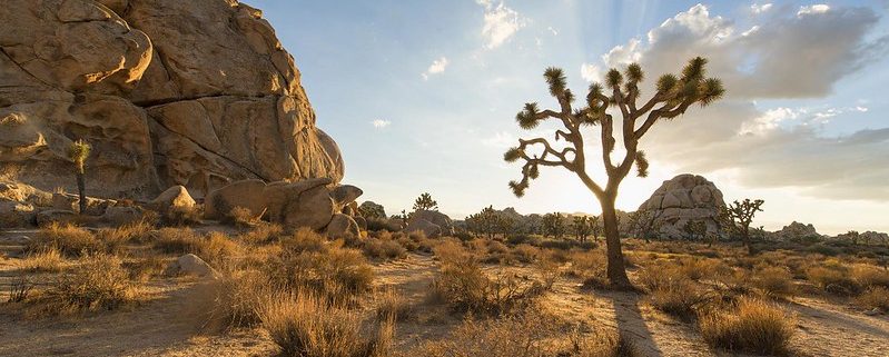 The best hikes in Joshua Tree National Park