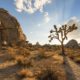 The best hikes in Joshua Tree National Park
