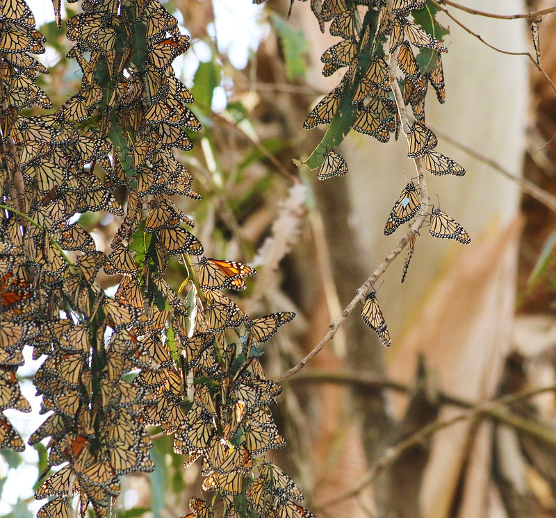 Hidden gems in Santa Barbara - monarch roosts in the Goleta butterfly grove