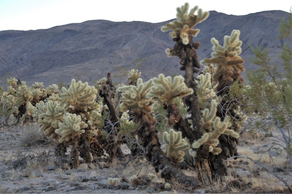 Cholla Cactus Nature Trail