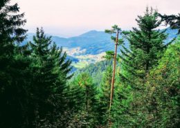 The thick forest of the Wildersee - Hornigsrinde nature reserve, near Ruhestein