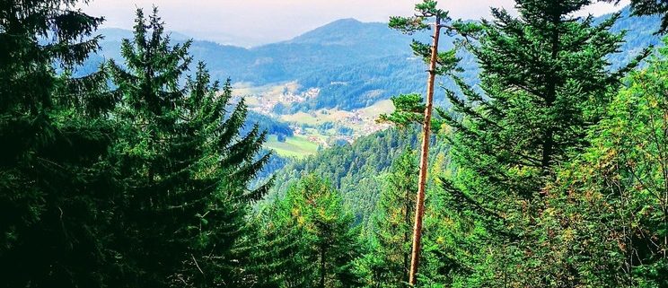 The thick forest of the Wildersee - Hornigsrinde nature reserve, near Ruhestein