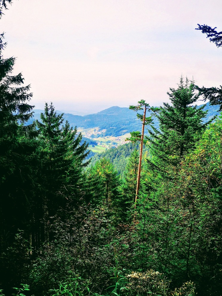 The thick forest of the Wildersee - Hornigsrinde nature reserve, near Ruhestein