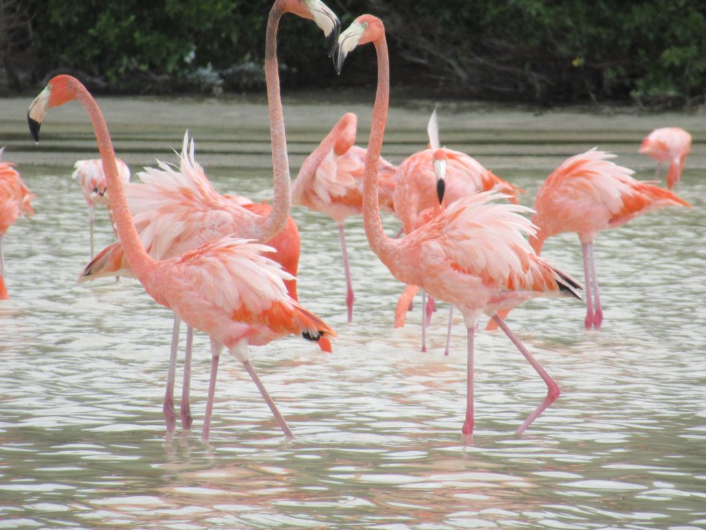 Watch the playful flamingos at Celestún, an easy day trip from Merida