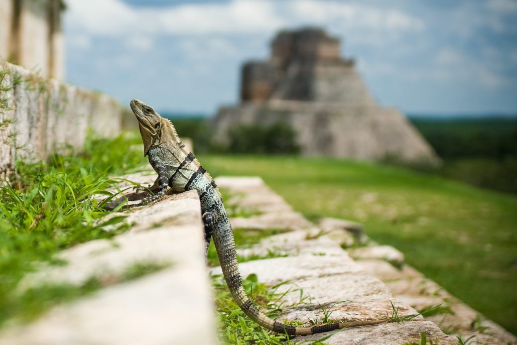 Visit Uxmal - one of the few Mayan ruins that you can still climb!