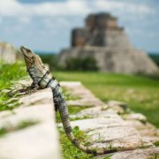 Visit Uxmal - one of the only Mayan ruins that you can still climb!