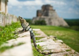 Visit Uxmal - one of the only Mayan ruins that you can still climb!