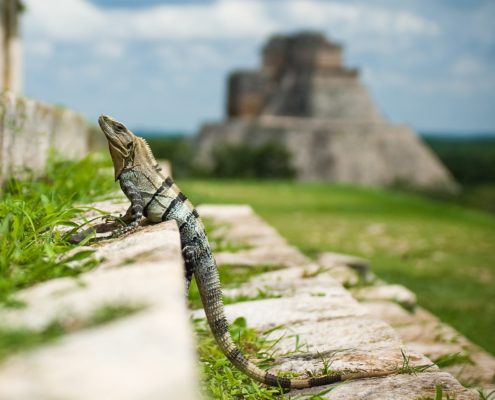 Visit Uxmal - one of the only Mayan ruins that you can still climb!