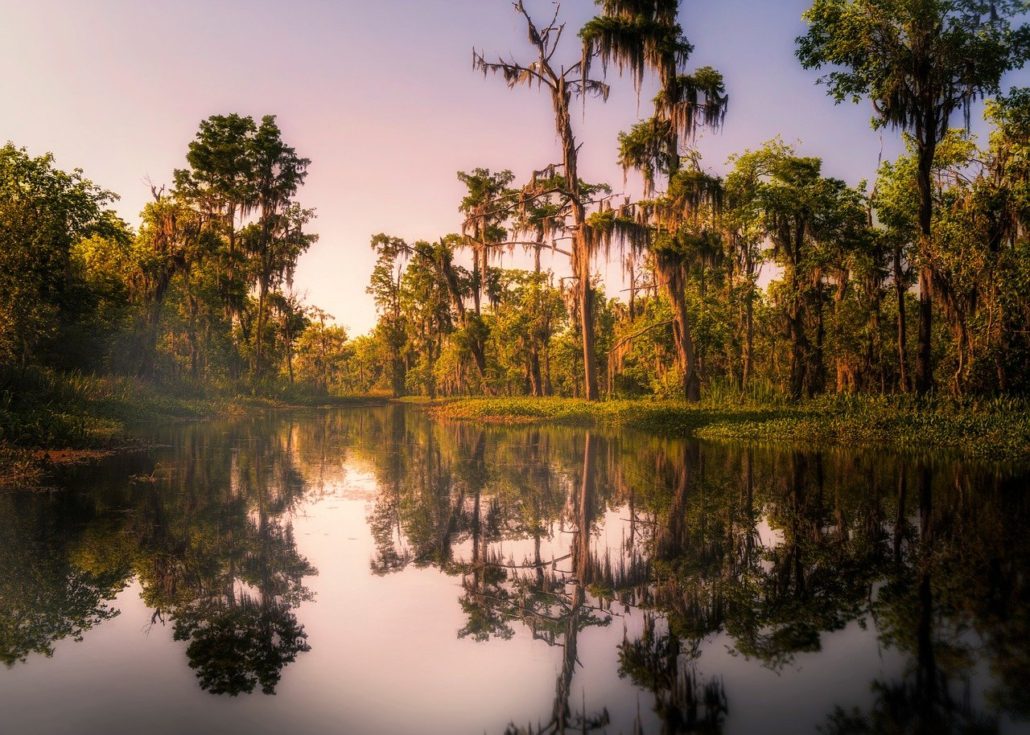 The Bayou of New Orleans