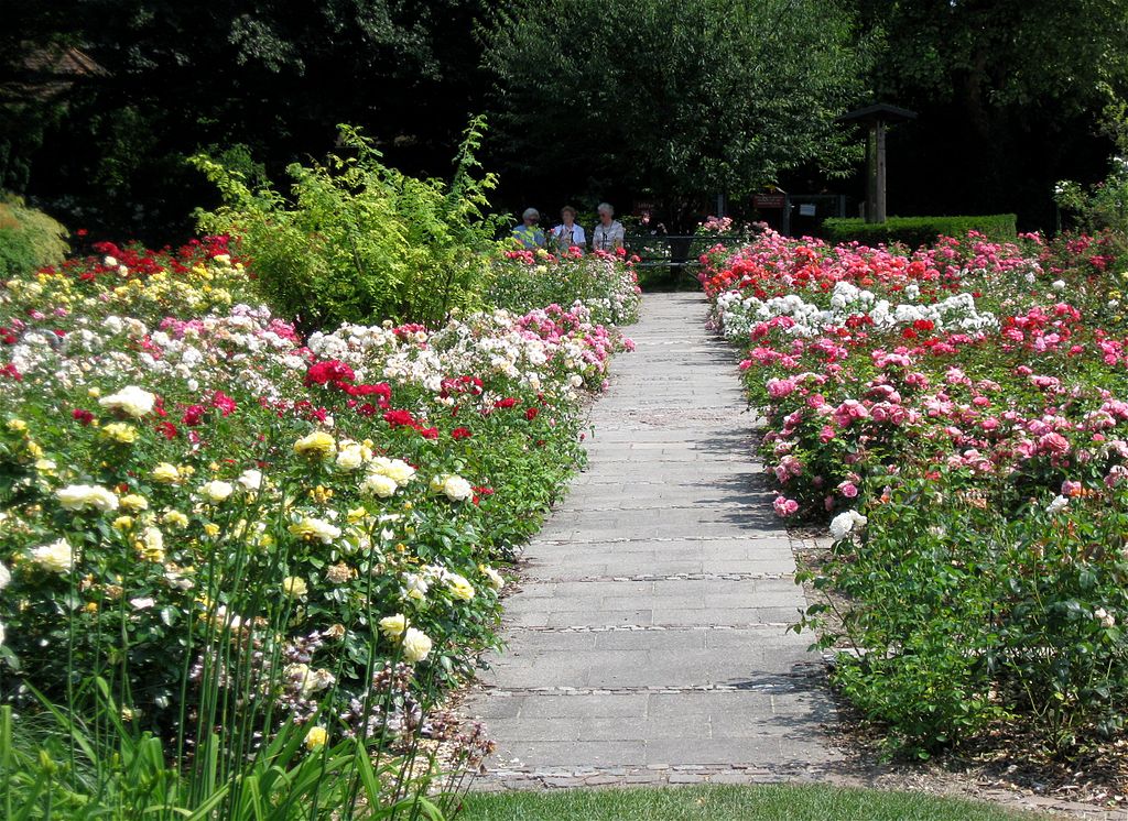 Just a small fraction of the many roses you'll see at the stunning Rose Garden