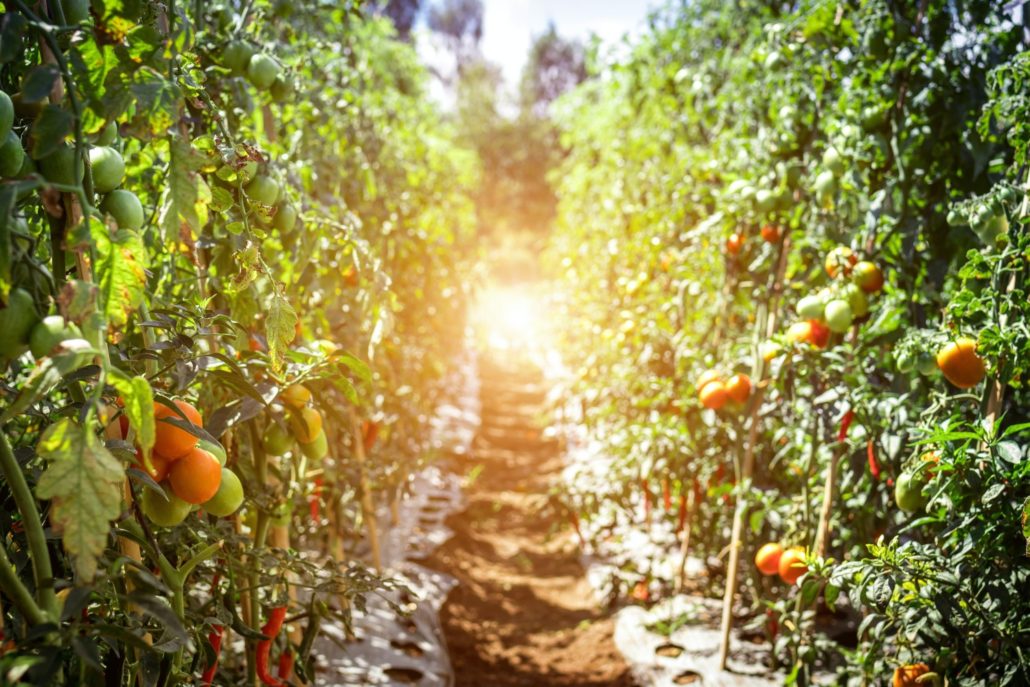 Discover fruit picking jobs all around Australia