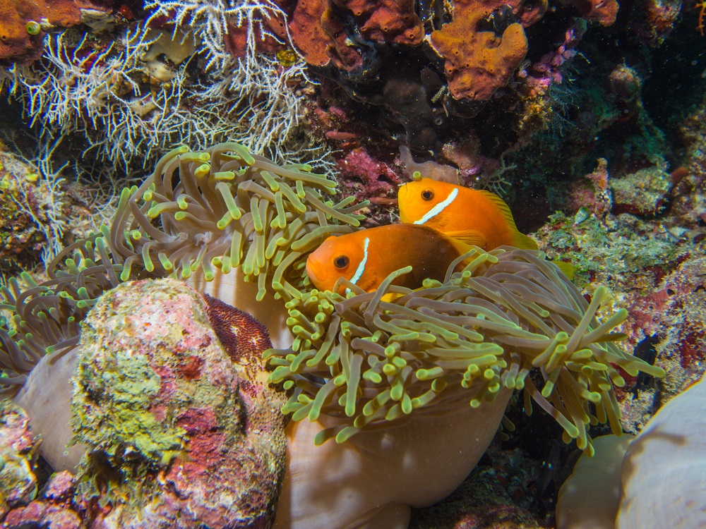 Coral Reef Fish at Lady Musgrave Island