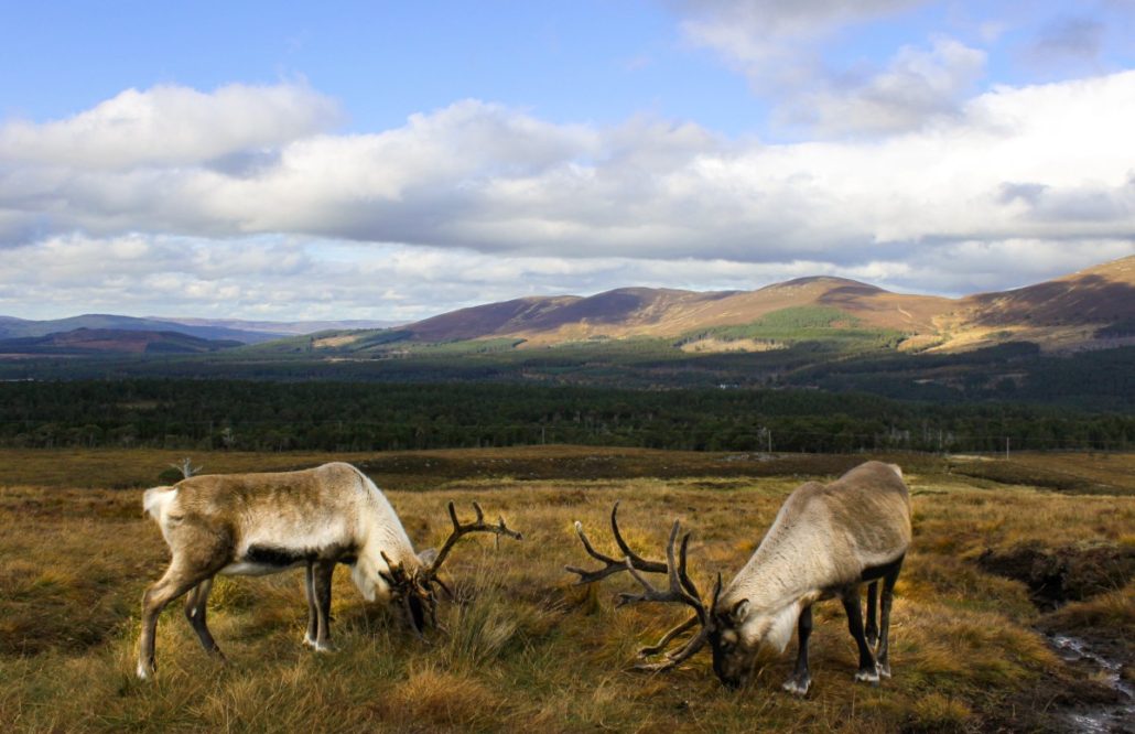 The Cairngorms National Park
