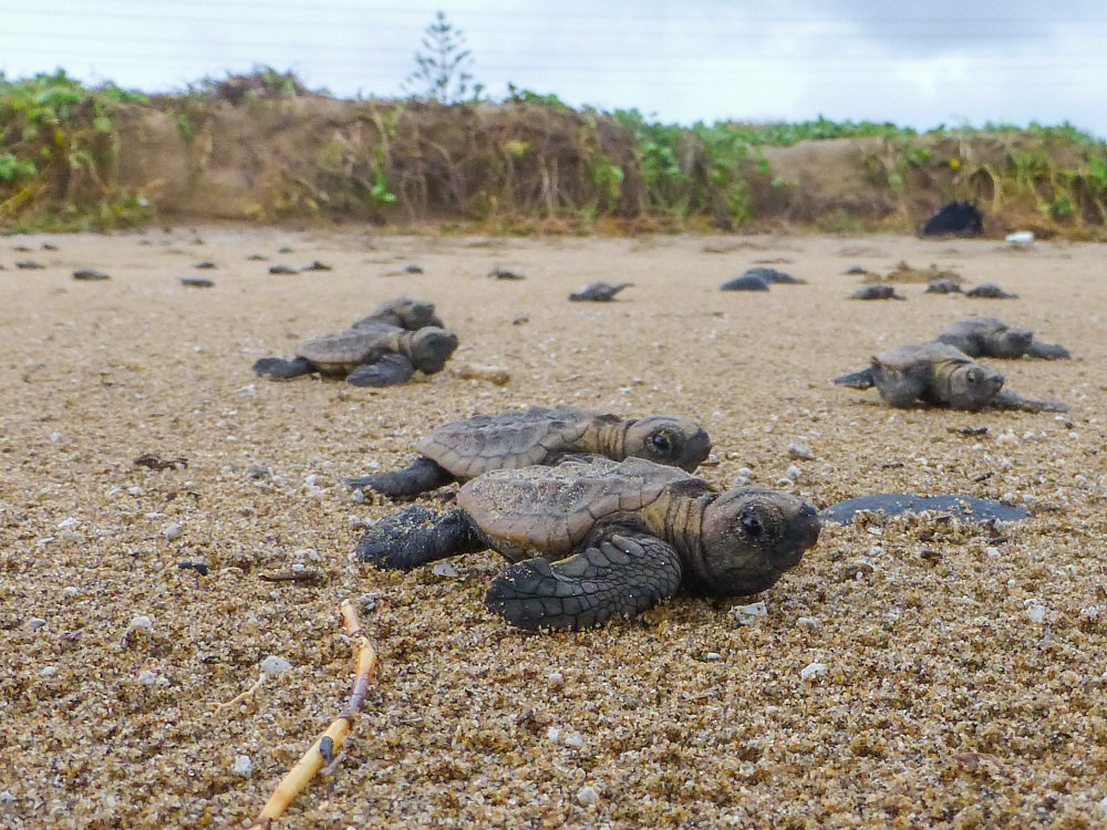 Turtle Hatchlings at Heron Island, Queensland