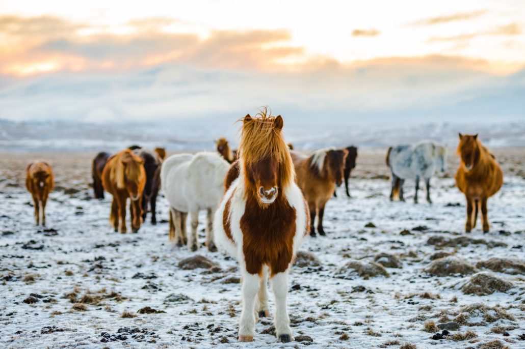 The old-fashioned way of crossing the Icelandic highlands