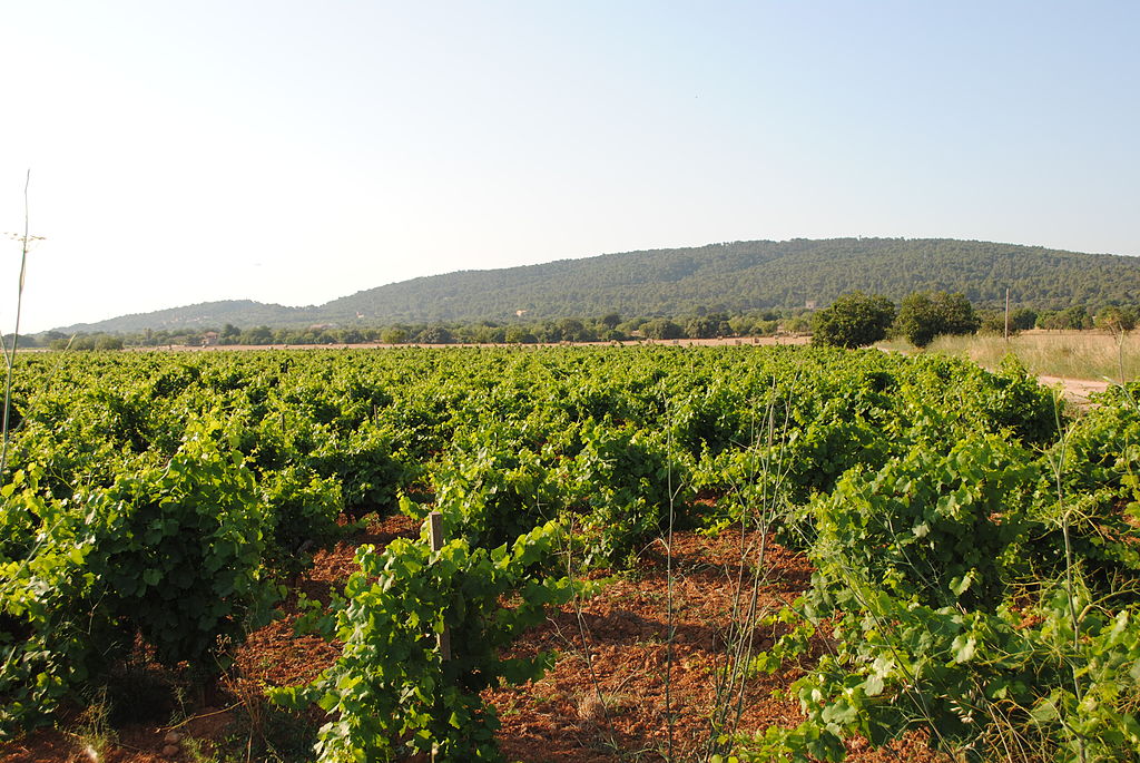 Sample delicious local wines during a day trip from Palma de Mallorca