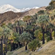 The Coachella Valley Preserve